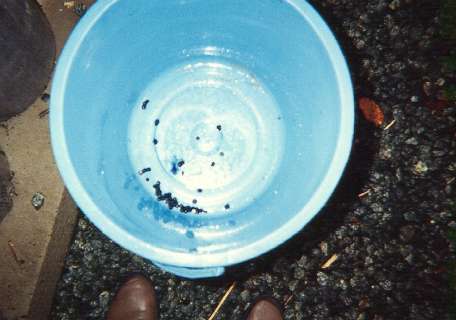 local berries are used to dye the kozo